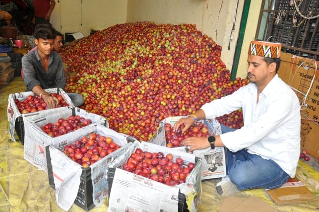 Santa Rosa plums filled pockets with profits.