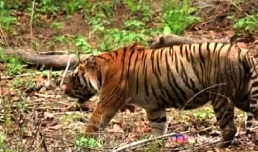 Tigress roaming around villages with two cubs