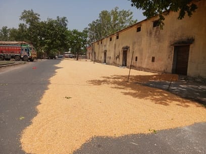 Crops harvested early due to the fear of rain; moisture-laden maize is now being sold at throwaway prices.