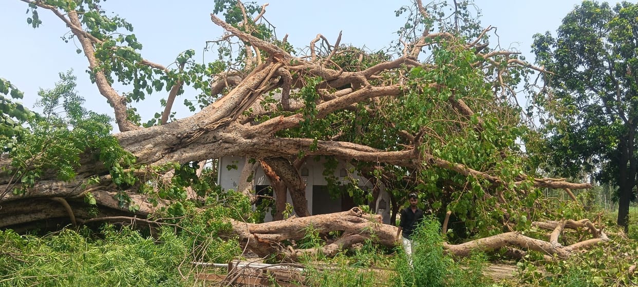 Trees toppled by storm; several houses damaged
