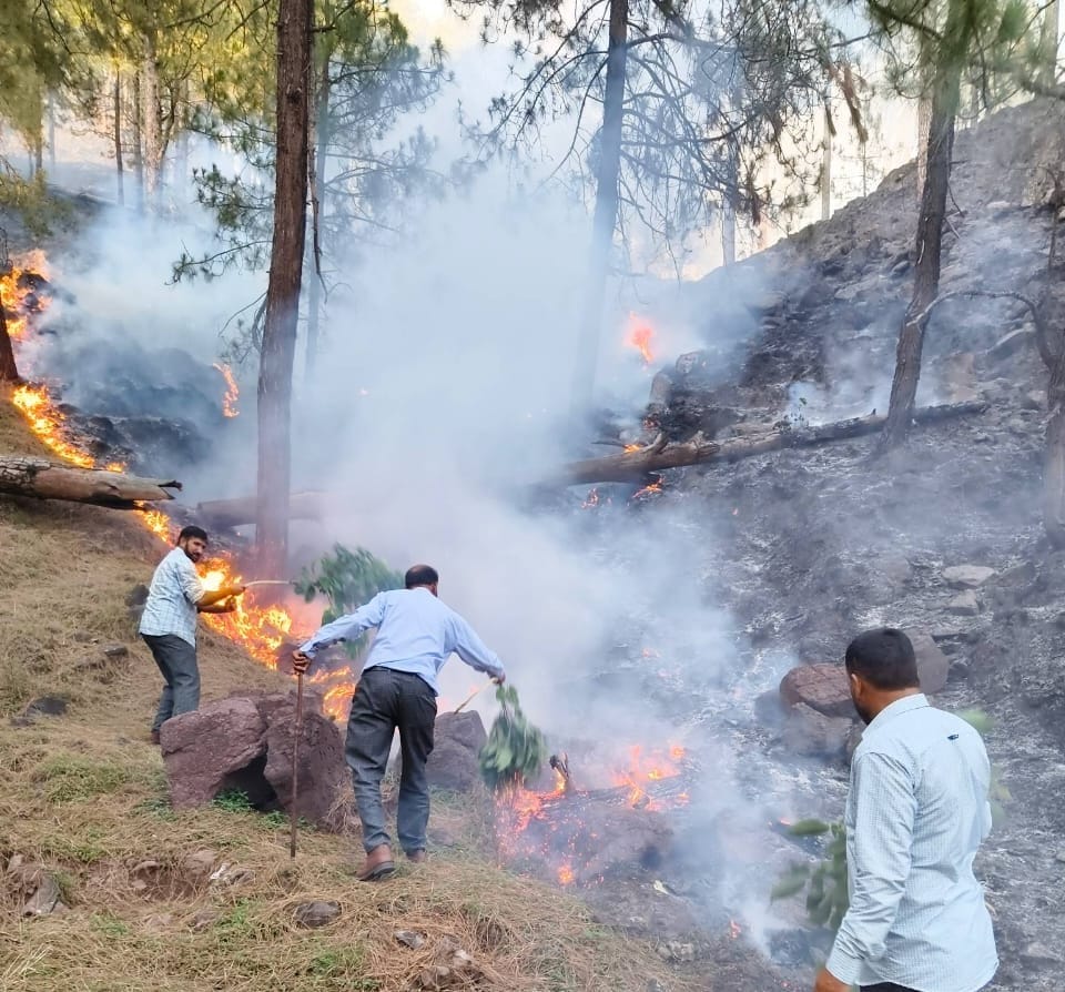 राजोेरी के कई जंगलों में लगी भीषण आग से वन संपदा को भारी नुकसानफोटो स्रोत लोकल लोग