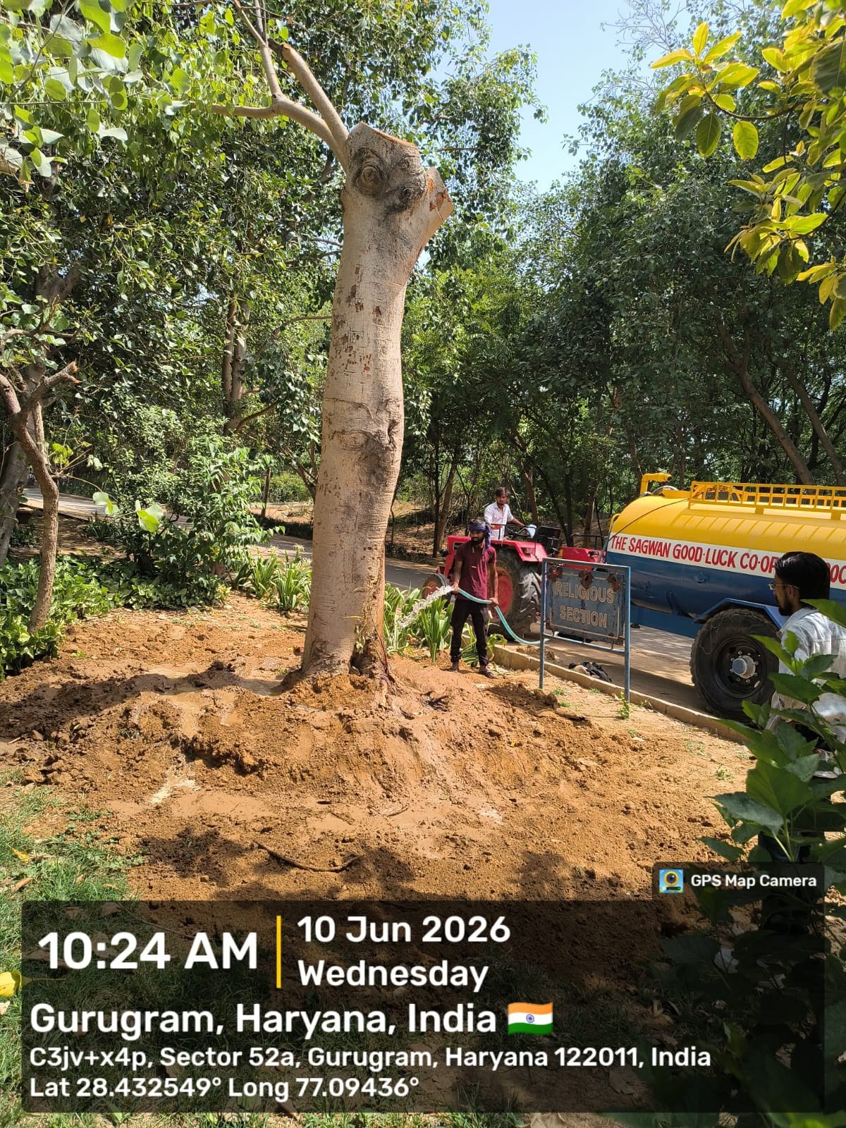 Giving new life to trees uprooted by storm