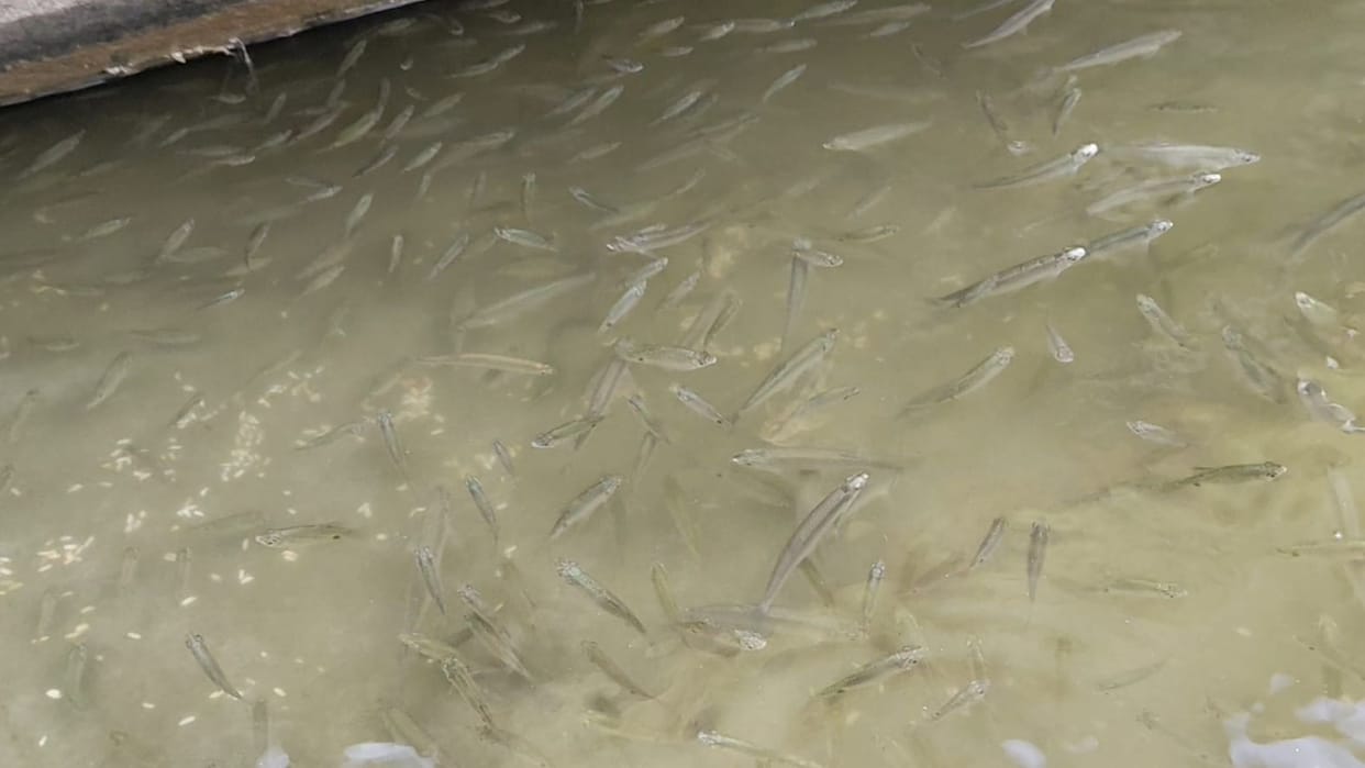 Dead fish found in the Gomti River at Sitakund Ghat.