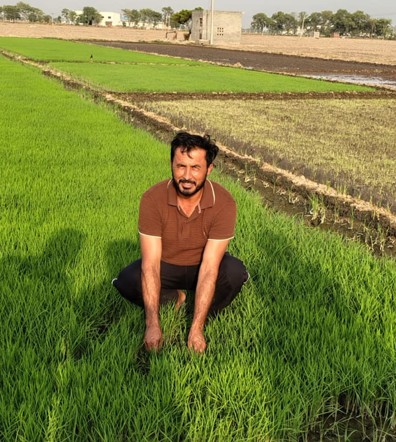 Farmers worried as Fiji virus spreads in paddy seedlings.