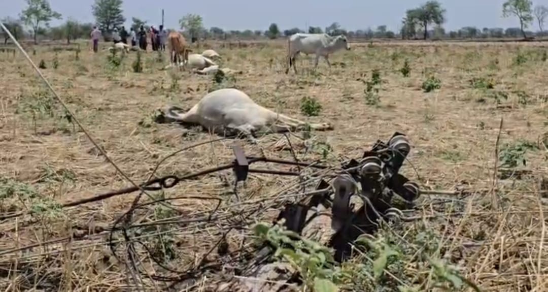 Rajnandgaon 14 cattle die tragic death after an electricity pole collapses during storm