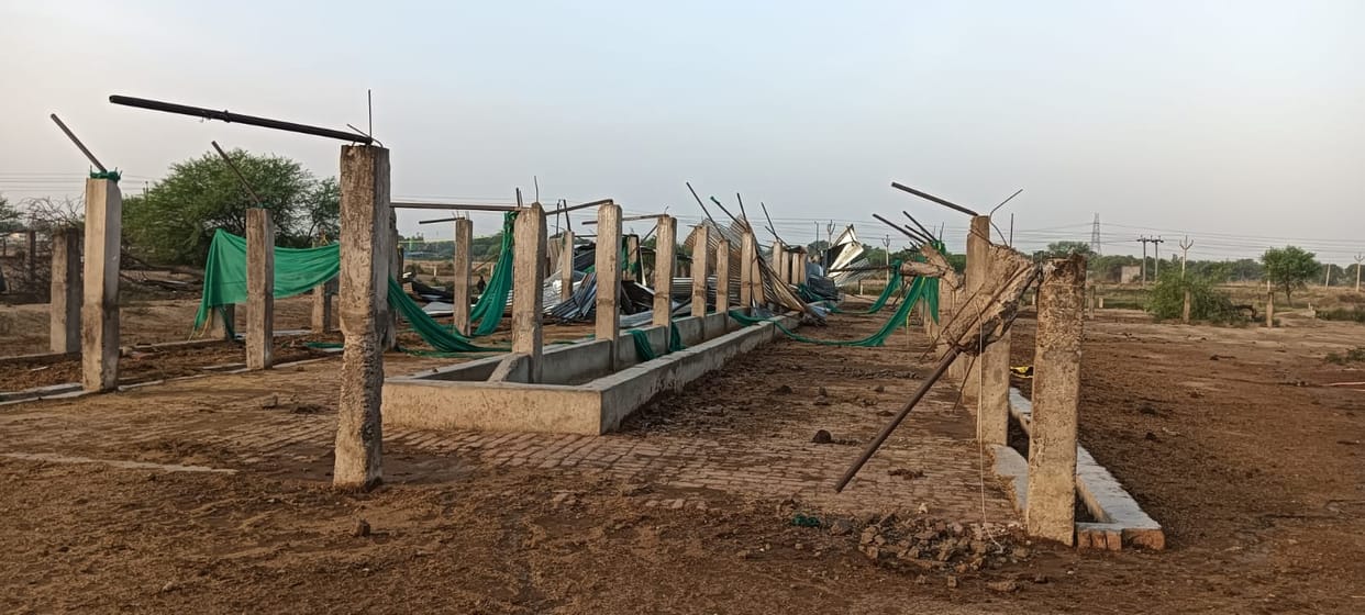 Cowshed's tin shed collapses in storm, three animals die