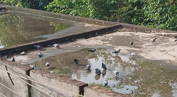 Humid heat rises after rain