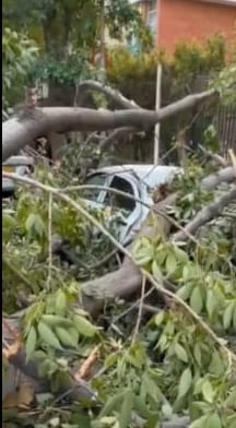 Trees and electricity poles toppled in several areas due to storms and rain.
