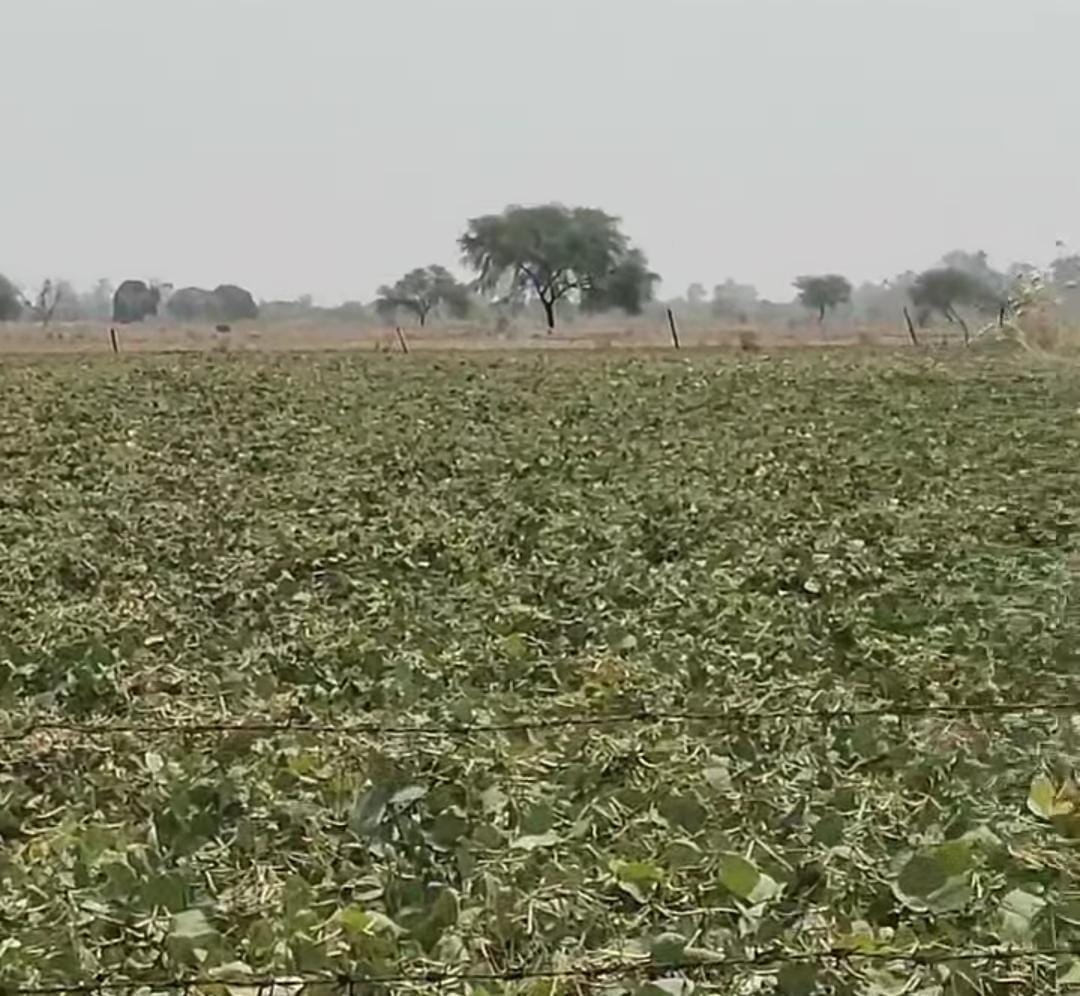Rain puts Moong and Urad crops at risk; farmers worried.