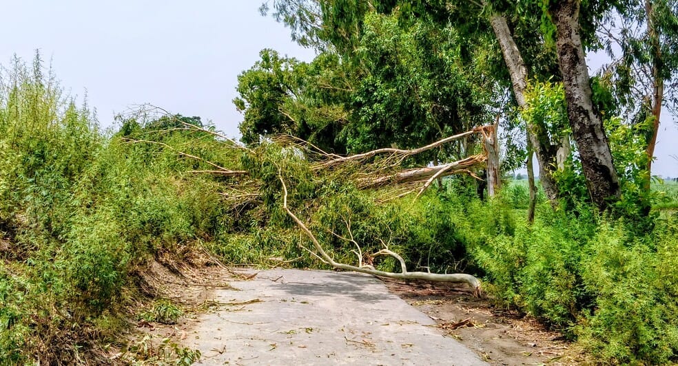 Tornado wreaks havoc in the fields of Tatina village; 68 trees uprooted.