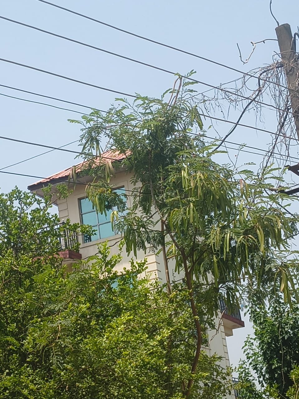 Power lines brushing against trees; lives of schoolchildren and passersby at risk.