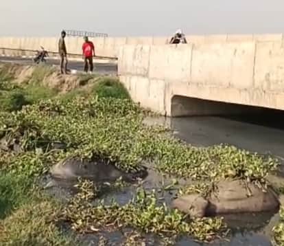 More than 12 buffaloes die after drinking contaminated water.