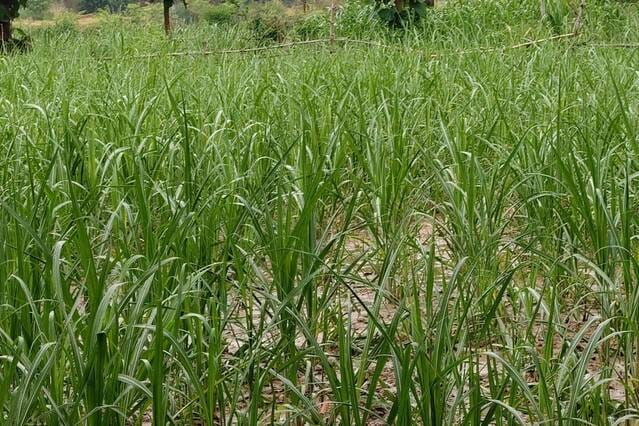 Due to strong winds and rain, electricity supply to 100 villages was disrupted