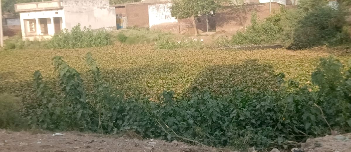 Hathras News: अमृत सरोवर बन गए नरक, बूंद-बूंद को तरसे बेजुबान