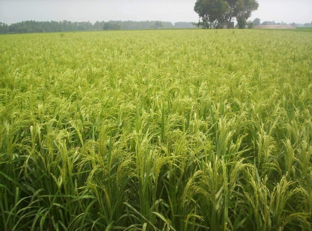Along with sports, Saman is also ahead in agriculture