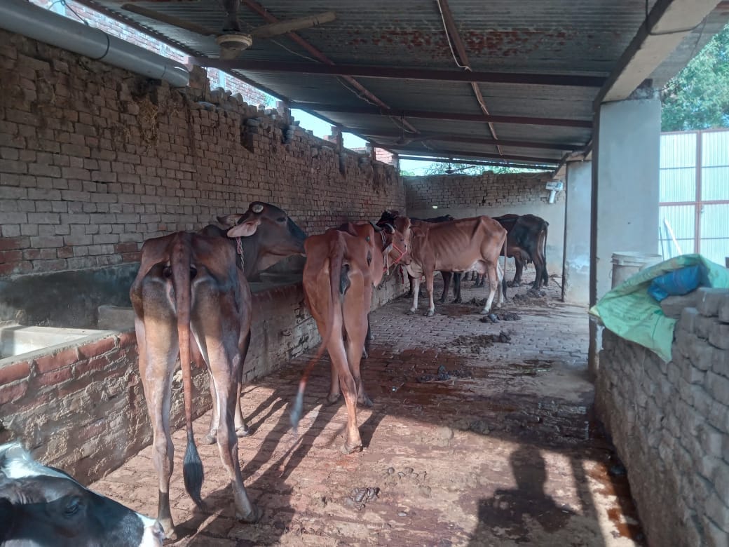 Livestock distressed by heat and humidity; milk production drops.