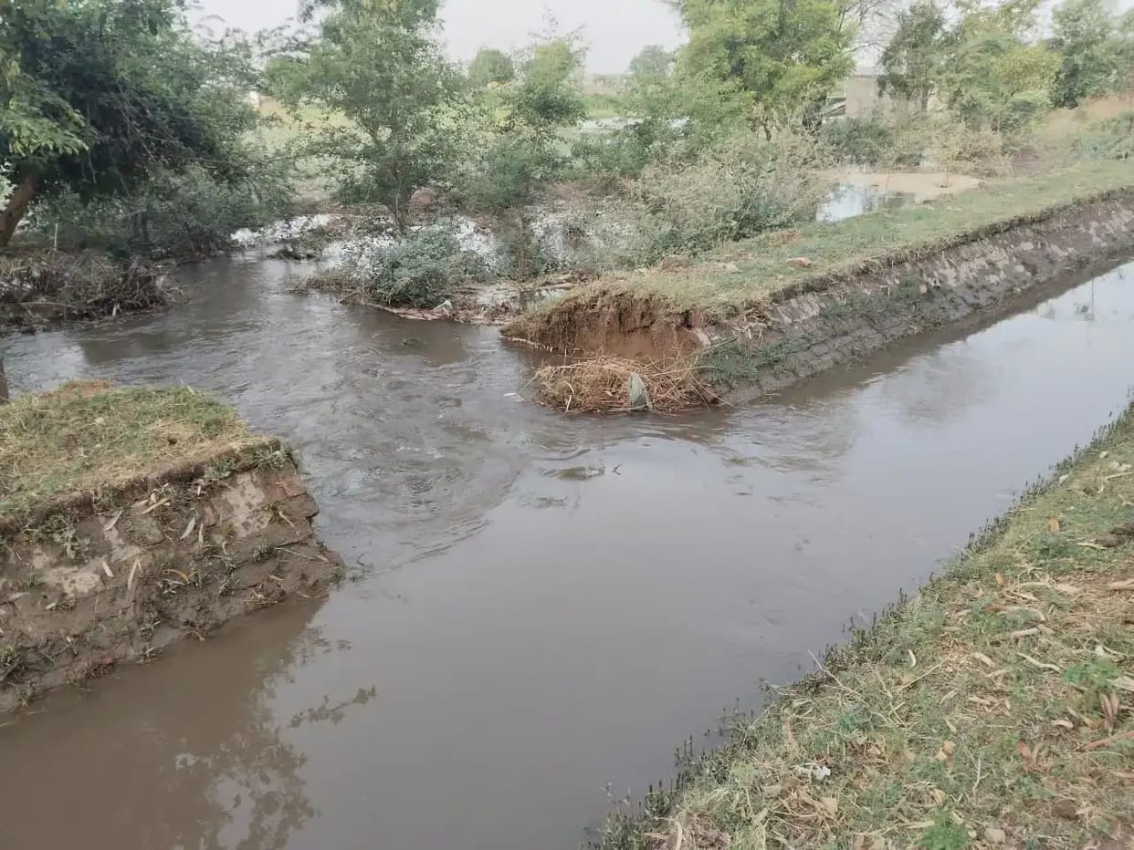 Trees fell into the canal due to strong winds, it broke due to overflow, and 20 acres of moong crop got submerged.