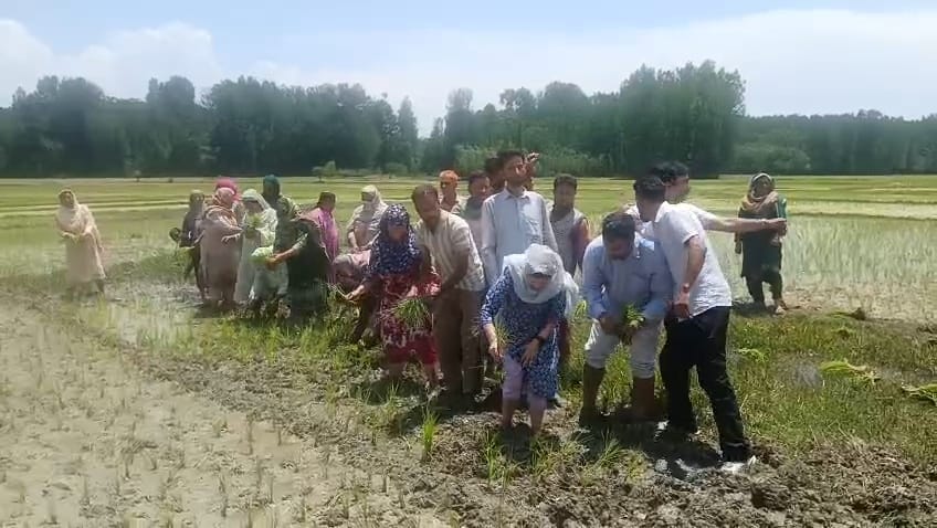Srinagar, PDP, Iltiza Mufti, Bijbihada, Save Paddy Campaign start