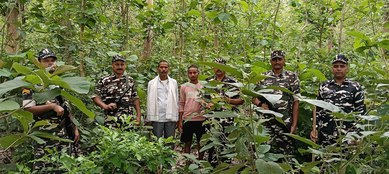 A tiger hunted a buffalo in the forest along the border.