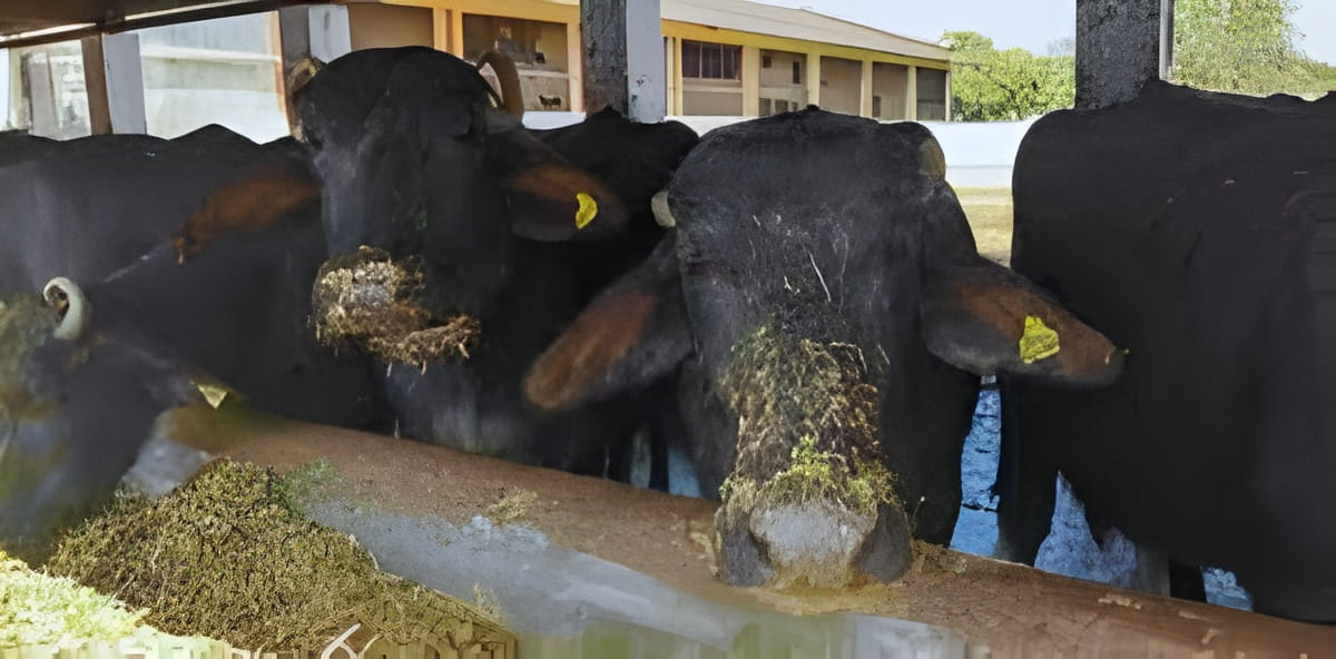 Animal feed becomes expensive; financial burden on livestock owners increases.