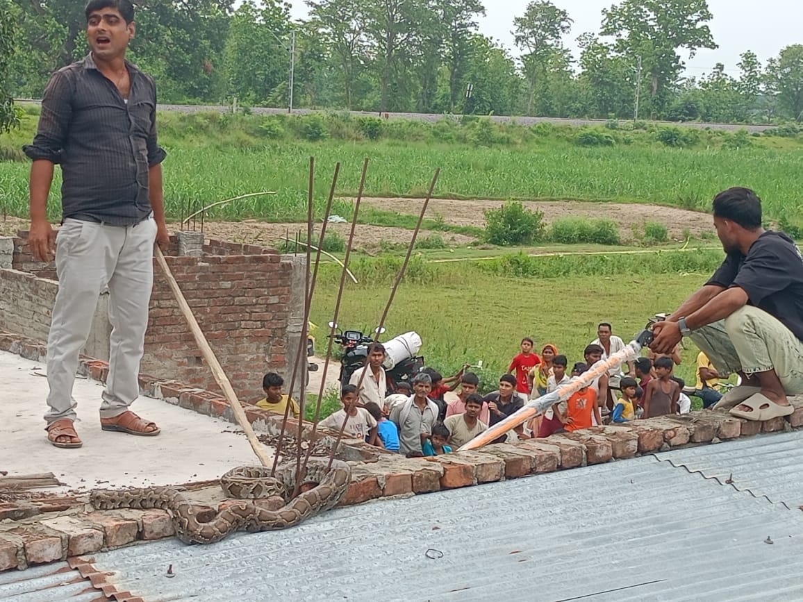 Python found in house; rescued and released into the forest