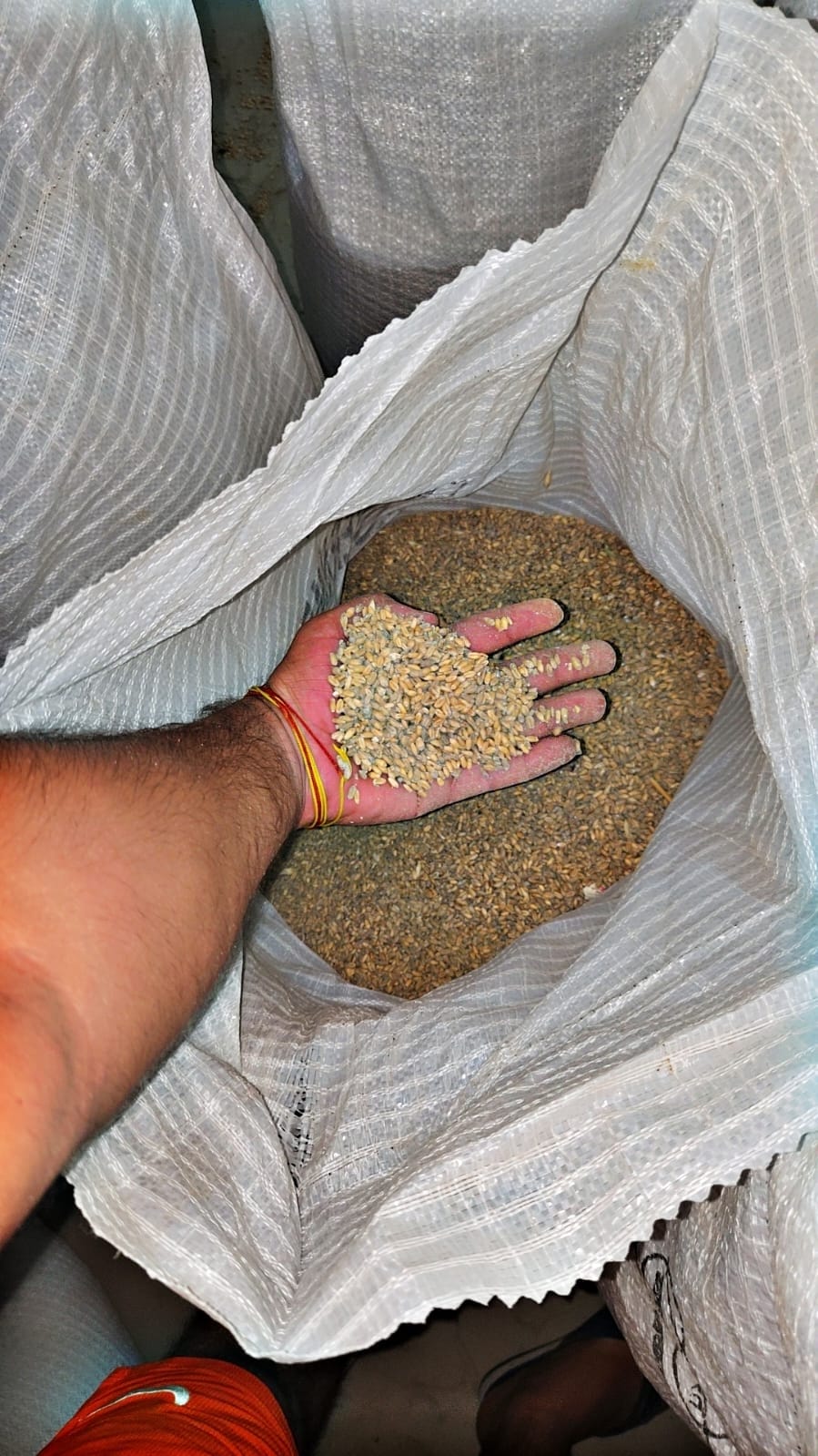 Substandard wheat reaches Loharhedi ration depot; distribution halted.