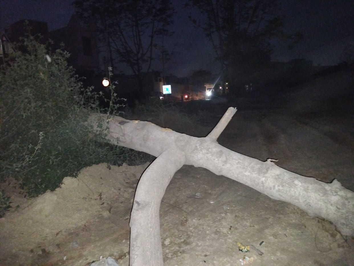 Forest department trees were cut under the cover of storm