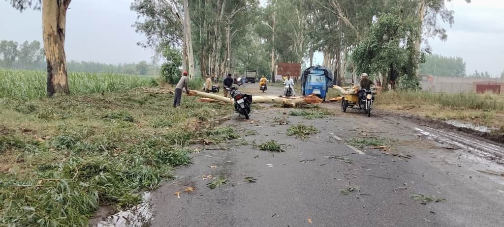 ककरौली में मोरना-जानसठ मुख्य मार्ग पर तेज आंधी के कारण गिरे पेड़। संवाद