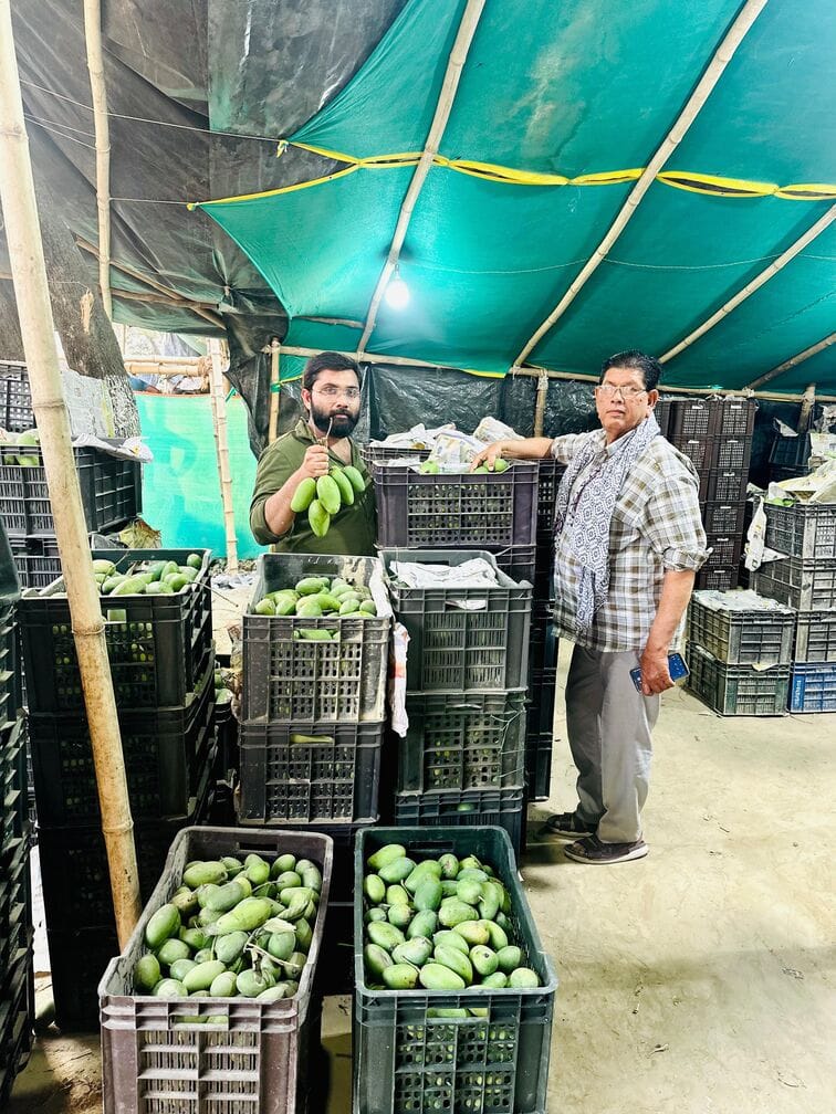 The Dussehri mango has become a special delicacy abroad while remaining a common fruit at home; demand has risen in Nepal.