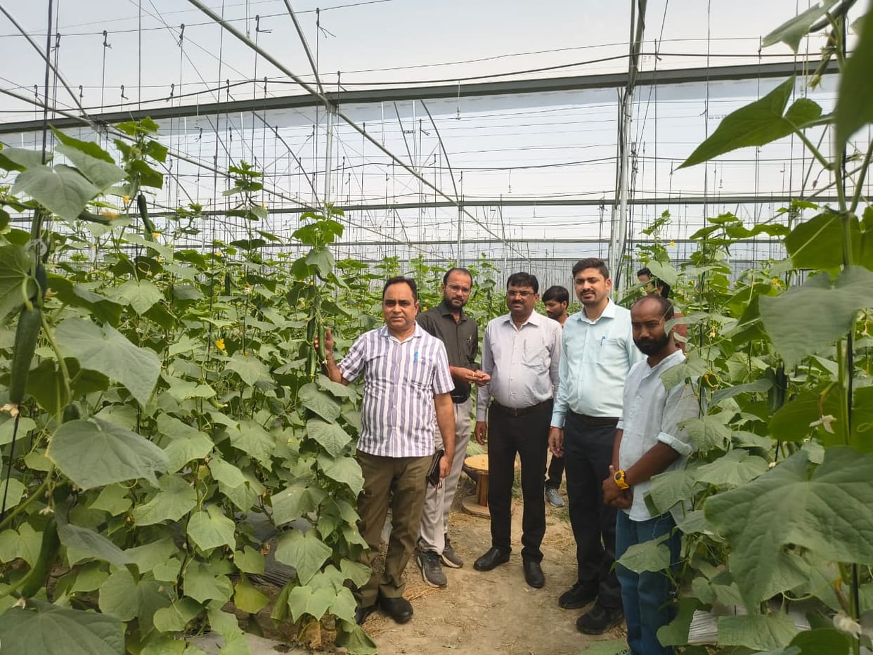 Cucumber cultivation in polyhouse became an example