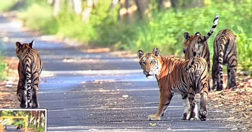 A mother's affection and the playful antics of her cubs won the hearts of tourists.