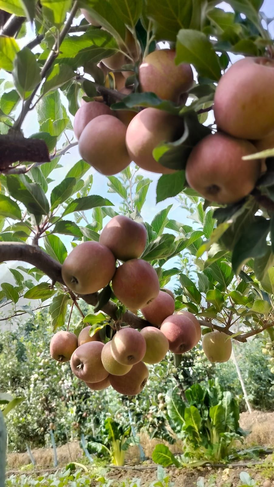 After traditional farming, youth in Solan are now showing interest in horticulture.

'Dark Baron Gala' and 'Jeromine' apple varieties have transformed the fortunes of orchardists.