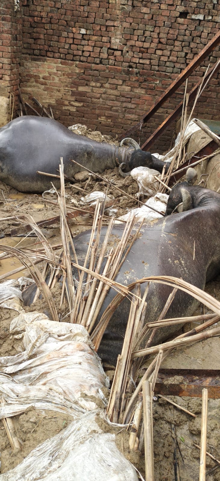 Havoc caused by storm and rain; dairy roof collapses, two buffaloes die.