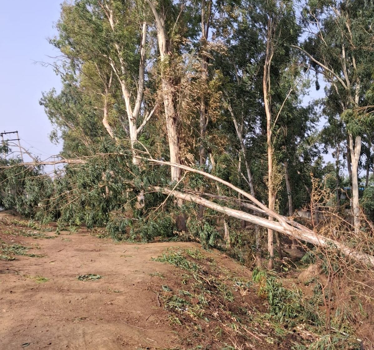 Havoc caused by storm and rain; 45 electricity poles and 150 trees toppled.