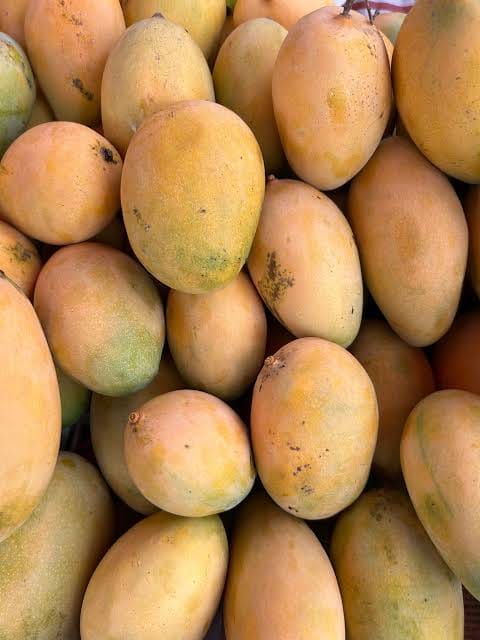 Mango exports declining due to doubled freight charges and low yields.