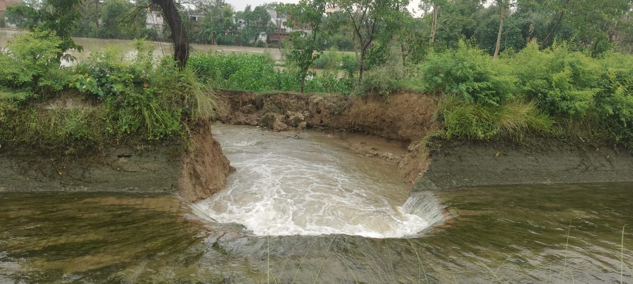 Canal breaches in Alinagar; paddy nurseries and cattle fodder submerged.