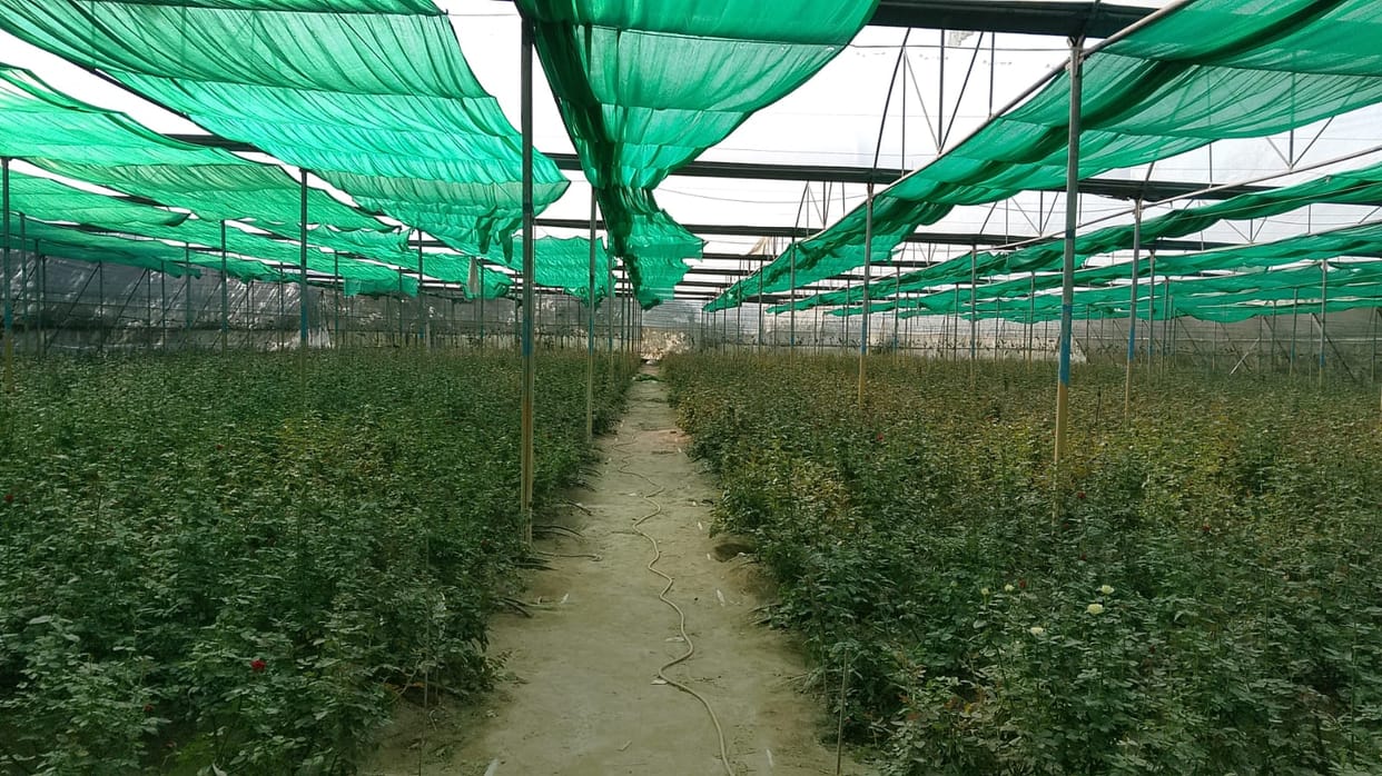 The district's soil is fragrant with the cultivation of gerberas, roses, and carnations.