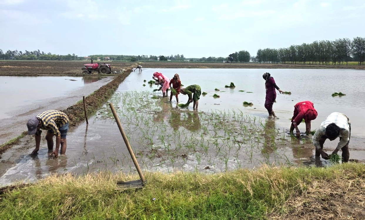 Preparations for paddy transplantation intensify; laborers arrive in the fields