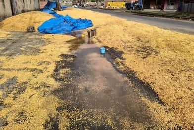Farmers' hard work left floating in the mandi; hopes washed away in the water.