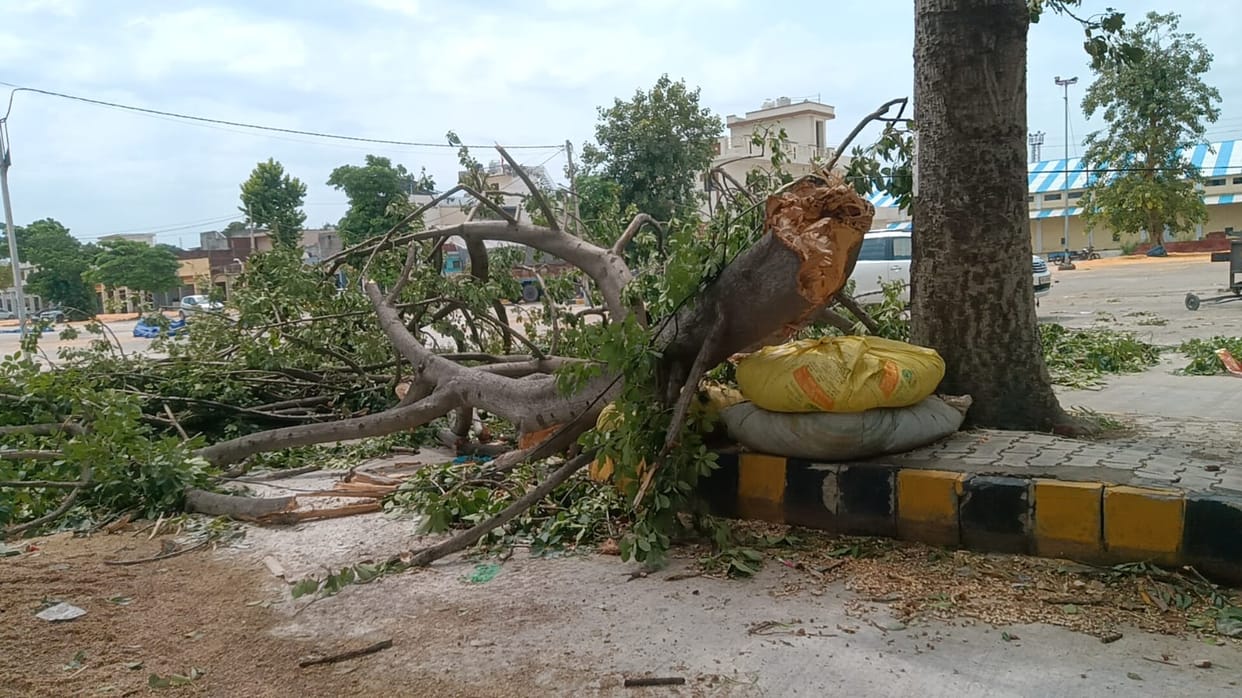 Storm and rain topple 170 trees and 130 poles; power supply disrupted