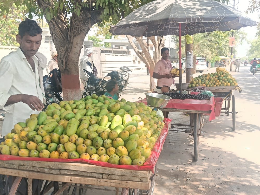 Drop in prices enhances the appeal of Dashehri mangoes.