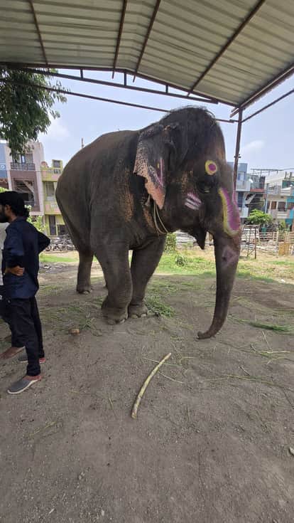 Ujjain’s Shyamu Elephant Unfit for Mahakal Procession: Mahout Gets Notice, Docs Say Can’t Walk 2 KM