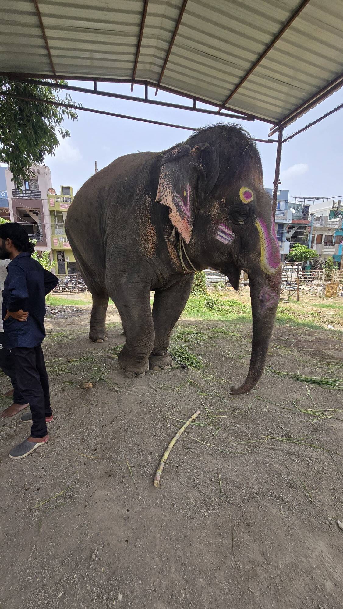 Ujjain’s Shyamu Elephant Unfit for Mahakal Procession: Mahout Gets Notice, Docs Say Can’t Walk 2 KM