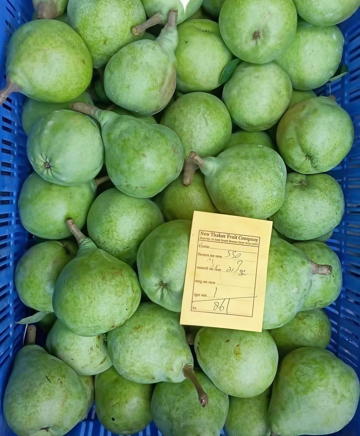 Pear growers delighted as prices improve.