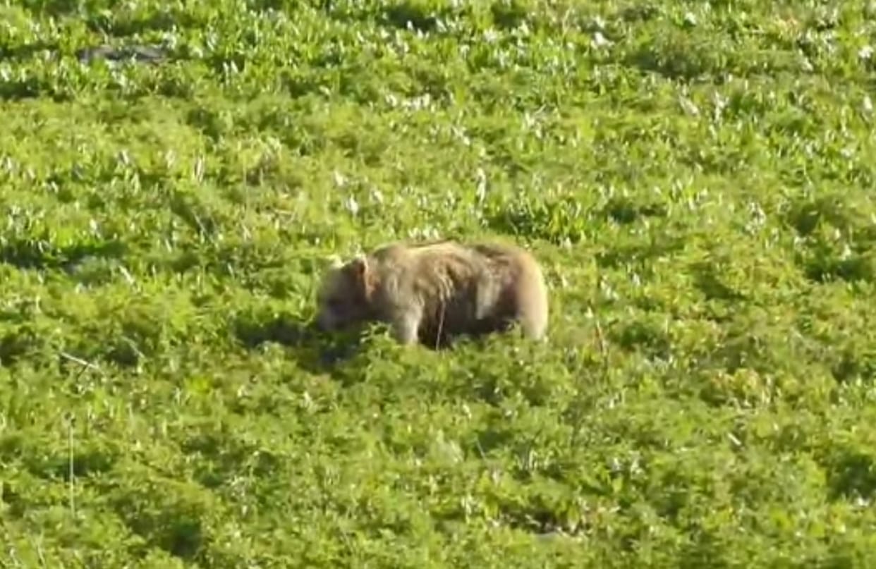 Rare brown bear spotted again in Kugti.