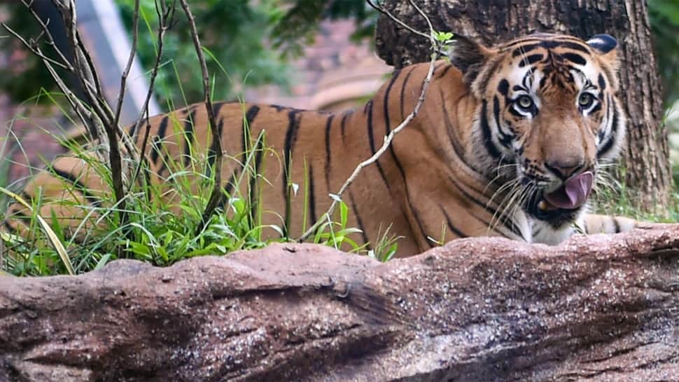 Tiger terror: Two tribal women hunted in Seoni