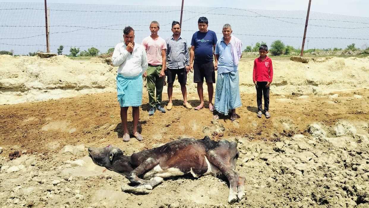 Pitiable condition of sick cattle in the cowshed; villagers outraged.