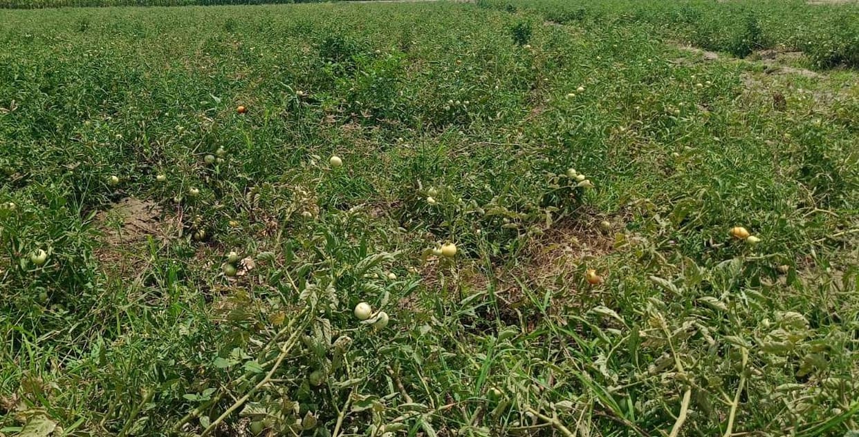 Vegetable and pulse crops affected by unseasonal rain.
