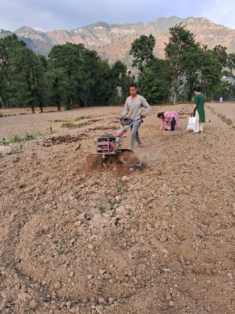Showers of rain have accelerated maize sowing in the district.
