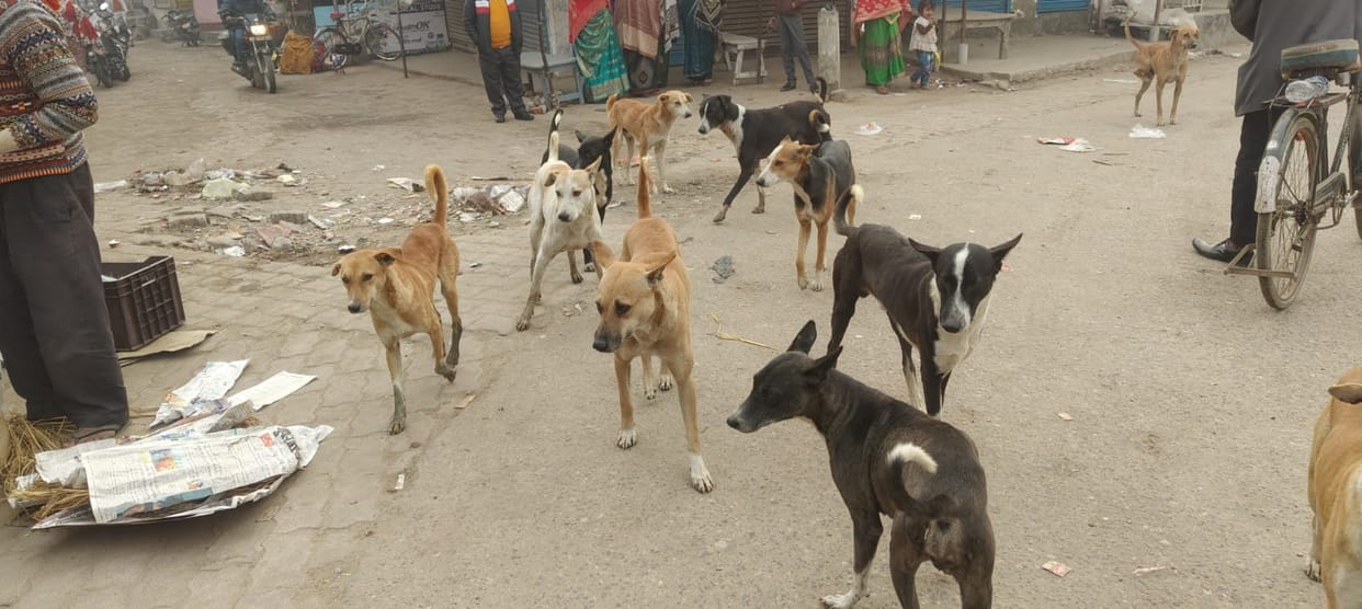 Meat shops and poultry farms have become havens for stray dogs.